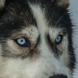 A husky's face with light blue eyes